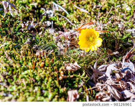 Cute Adonis that started to bloom in the New Year 98126961