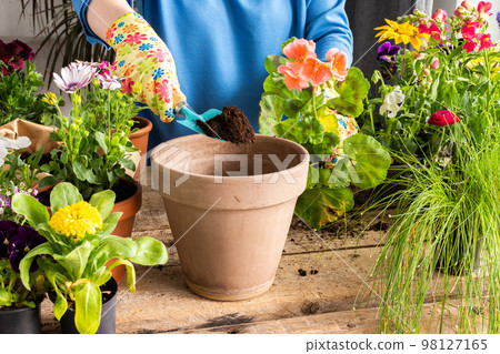 Woman transplanting a flower geranium Woman transplanting a flower geranium 98127165