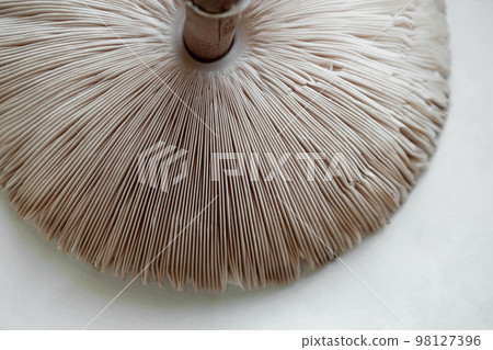Macro photography of lamellae of a mushroom 98127396