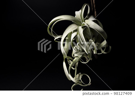 Tillandsia curly slim shot with strong shadows 98127409