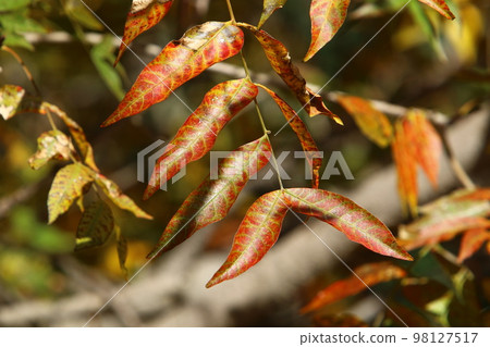 Colorful leaves on a tree in a city park in northern Israel. 98127517