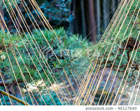 傳統花園中的 Yukitsuri 景觀 98127640