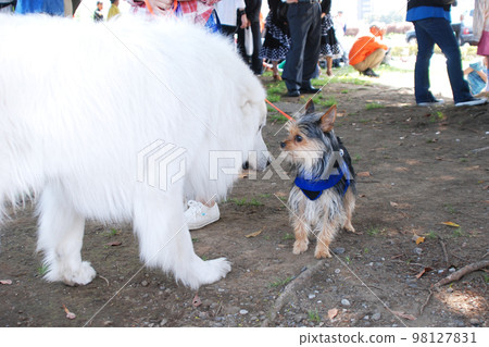 Staring between large and small dogs Staring between large and small dogs 98127831