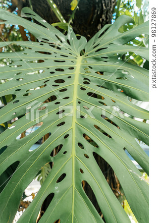 Monstera leaf palm. Pattern of a green leaf of a tropical monstera plant for interior decor. Jungle, botany, vegetation concept Monstera leaf palm. Pattern of a green leaf of a tropical monstera plant for interior decor. Jungle, botany, vegetation concept 98127869