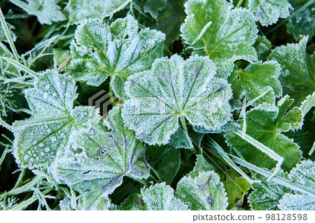 Morning autumn frosts on leaves grass of cuff ordinary in cold lands. Morning autumn frosts on leaves grass of cuff ordinary in cold lands. 98128598