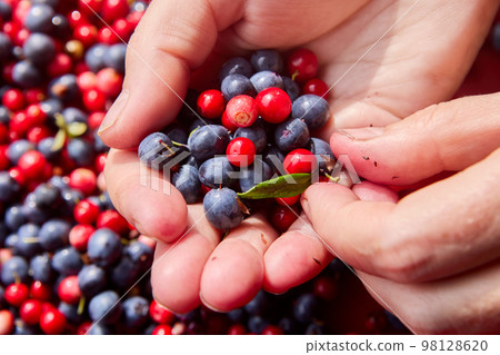 Villager sorts through fresh berries of blueberries and lingonberries. 98128620