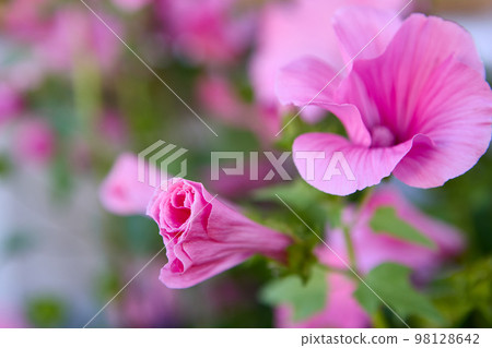 Rose mallow or lavatera trimestris pink flowers bloomed in flower garden. 98128642