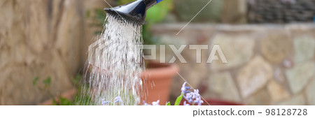 Woman watering beautiful flowering plant flowers garden closeup 98128728