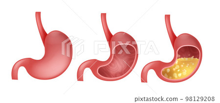 3D stomach vector set, esophagus icon kit, anatomy medical illustration, human internal organ 3D stomach vector set, esophagus icon kit, anatomy medical illustration, human internal organ 98129208