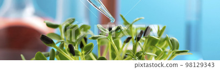 Sunflower microgreens and a chemical pipette with a drop of liquid. Studying the beneficial properties of microgreens. Growing and studying microgreens Sunflower microgreens and a chemical pipette with a drop of liquid. Studying the beneficial properties of microgreens. Growing and studying microgreens 98129343