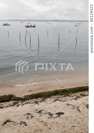 Algae boats and oyster park stake Algae boats and oyster park stake 98129423