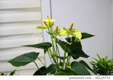 Anthurium 98129752
