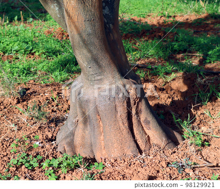 Orange tree trunk close-up, unusual shape, plant grafting, agriculture, horticulture Spain Orange tree trunk close-up, unusual shape, plant grafting, agriculture, horticulture Spain 98129921