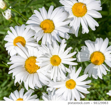 Chamomile in the meadow. Chamomile in the meadow. 98129963
