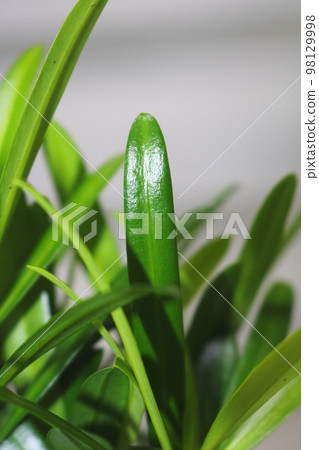 阿爾漢松 98129998