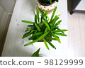 Arhan Song 98129999