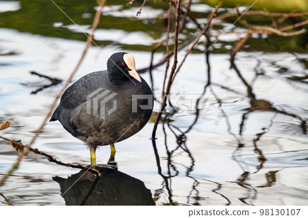 Coot in Kelsey Park, Beckenham, Greater London. The coot is standing in the lake. Coots are common in Kelsey Park, Beckenham, Kent. Coot (Fulica atra) 98130107