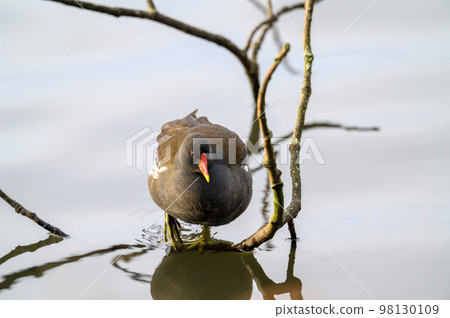 Moorhen in Kelsey Park, Beckenham, Greater London. A moorhen is standing on a branch with the lake behind. Common moorhen (Gallinula chloropus), UK. Moorhen in Kelsey Park, Beckenham, Greater London. A moorhen is standing on a branch with the lake behind. Common moorhen (Gallinula chloropus), UK. 98130109