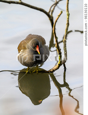 Moorhen in Kelsey Park, Beckenham, Greater London. A moorhen is standing on a branch with the lake behind. Common moorhen (Gallinula chloropus), UK. Moorhen in Kelsey Park, Beckenham, Greater London. A moorhen is standing on a branch with the lake behind. Common moorhen (Gallinula chloropus), UK. 98130110