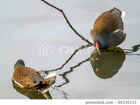 Moorhens in Kelsey Park, Beckenham, Greater London. The moorhens in the lake looking at each other. Common moorhen (Gallinula chloropus), UK. Moorhens in Kelsey Park, Beckenham, Greater London. The moorhens in the lake looking at each other. Common moorhen (Gallinula chloropus), UK. 98130111
