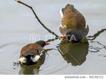 Moorhens in Kelsey Park, Beckenham, Greater London. The moorhens in the lake looking at each other. Common moorhen (Gallinula chloropus), UK. Moorhens in Kelsey Park, Beckenham, Greater London. The moorhens in the lake looking at each other. Common moorhen (Gallinula chloropus), UK. 98130112