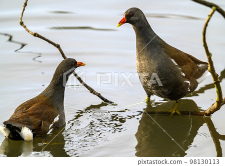 Moorhens in Kelsey Park, Beckenham, Greater London. The moorhens in the lake looking at each other. Common moorhen (Gallinula chloropus), UK. Moorhens in Kelsey Park, Beckenham, Greater London. The moorhens in the lake looking at each other. Common moorhen (Gallinula chloropus), UK. 98130113
