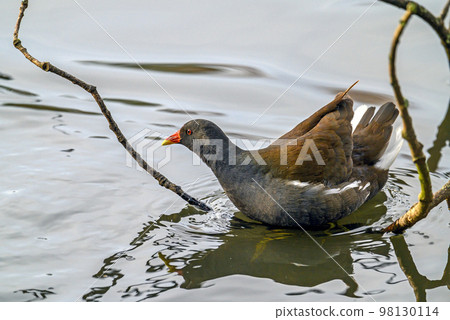 Moorhen in Kelsey Park, Beckenham, Greater London. A moorhen is standing on a branch with the lake behind. Common moorhen (Gallinula chloropus), UK. 98130114