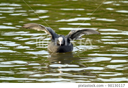 Coot in Kelsey Park, Beckenham, Greater London. The coot is about to fly across the lake. Coots are common in Kelsey Park. Coot (Fulica atra), UK. 98130117
