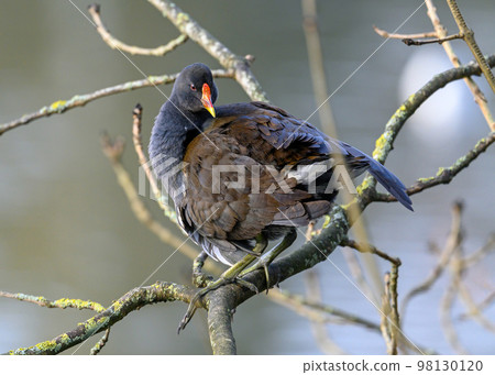 Moorhen in Kelsey Park, Beckenham, Greater London. A moorhen is standing on a branch with the lake behind. Common moorhen (Gallinula chloropus), UK. Moorhen in Kelsey Park, Beckenham, Greater London. A moorhen is standing on a branch with the lake behind. Common moorhen (Gallinula chloropus), UK. 98130120