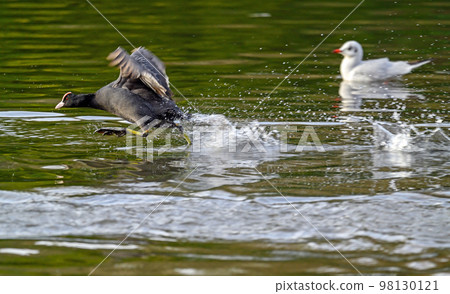 Moorhen in Kelsey Park, Beckenham, Greater London. A moorhen is running across the lake. Common moorhen (Gallinula chloropus), UK. 98130121