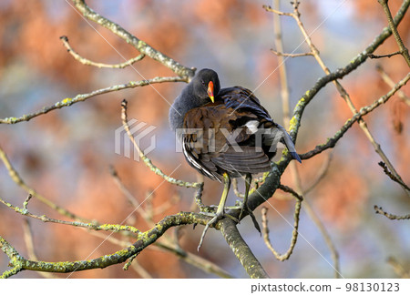 Moorhen in Kelsey Park, Beckenham, Greater London. A moorhen is standing on a branch with red leaves behind. Common moorhen (Gallinula chloropus), UK. 98130123
