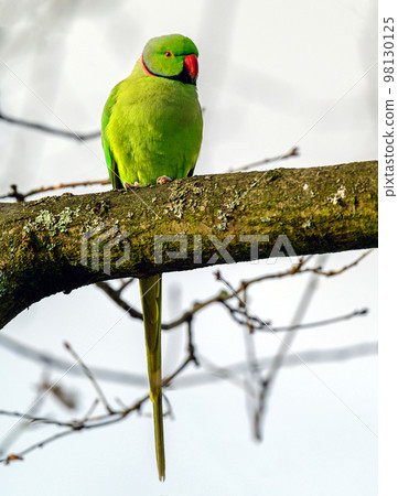Ring-necked parakeet in Kelsey Park, Beckenham, Kent. The green feral parakeet is sitting on a branch. Ring-necked parakeet (Psittacula krameri). Ring-necked parakeet in Kelsey Park, Beckenham, Kent. The green feral parakeet is sitting on a branch. Ring-necked parakeet (Psittacula krameri). 98130125