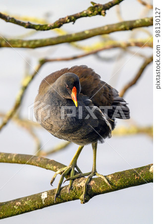 Moorhen in Kelsey Park, Beckenham, Greater London. A moorhen is standing on a branch with the lake behind. Common moorhen (Gallinula chloropus), UK. Moorhen in Kelsey Park, Beckenham, Greater London. A moorhen is standing on a branch with the lake behind. Common moorhen (Gallinula chloropus), UK. 98130127