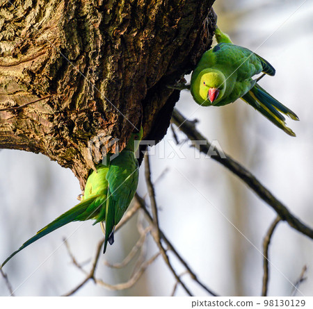 Ring-necked parakeets in Kelsey Park, Beckenham, Kent. The green feral parakeets are sitting on a branch. Ring-necked parakeet (Psittacula krameri). Ring-necked parakeets in Kelsey Park, Beckenham, Kent. The green feral parakeets are sitting on a branch. Ring-necked parakeet (Psittacula krameri). 98130129