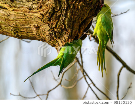 Ring-necked parakeets in Kelsey Park, Beckenham, Kent. The green feral parakeets are sitting on a branch. Ring-necked parakeet (Psittacula krameri). Ring-necked parakeets in Kelsey Park, Beckenham, Kent. The green feral parakeets are sitting on a branch. Ring-necked parakeet (Psittacula krameri). 98130130