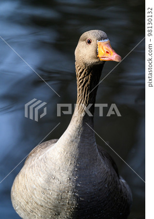 Greylag goose in Kelsey Park, Beckenham, London. Portrait of a greylag goose with body out of focus. Greylag goose (Anser anser), UK. Greylag goose in Kelsey Park, Beckenham, London. Portrait of a greylag goose with body out of focus. Greylag goose (Anser anser), UK. 98130132