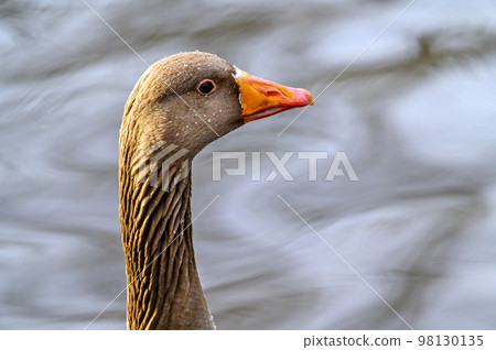 Greylag goose in Kelsey Park, Beckenham, London. Portrait of a greylag goose. Greylag goose (Anser anser), UK. Greylag goose in Kelsey Park, Beckenham, London. Portrait of a greylag goose. Greylag goose (Anser anser), UK. 98130135