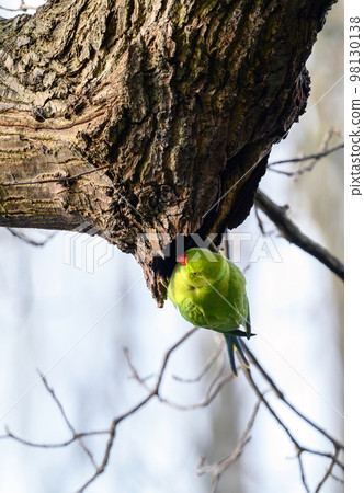 Ring-necked parakeet in Kelsey Park, Beckenham, Kent. The green feral parakeet is sitting on a branch. Ring-necked parakeet (Psittacula krameri). Ring-necked parakeet in Kelsey Park, Beckenham, Kent. The green feral parakeet is sitting on a branch. Ring-necked parakeet (Psittacula krameri). 98130138