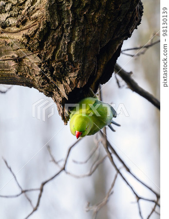 Ring-necked parakeet in Kelsey Park, Beckenham, Kent. The green feral parakeet is sitting on a branch. Ring-necked parakeet (Psittacula krameri). Ring-necked parakeet in Kelsey Park, Beckenham, Kent. The green feral parakeet is sitting on a branch. Ring-necked parakeet (Psittacula krameri). 98130139