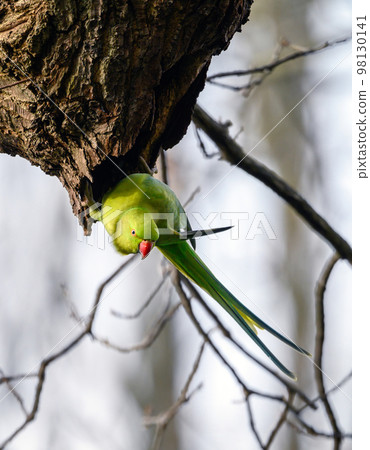Ring-necked parakeet in Kelsey Park, Beckenham, Kent. The green feral parakeet is sitting on a branch. Ring-necked parakeet (Psittacula krameri). Ring-necked parakeet in Kelsey Park, Beckenham, Kent. The green feral parakeet is sitting on a branch. Ring-necked parakeet (Psittacula krameri). 98130141