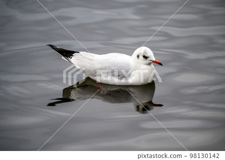 Black-headed gull in winter plumage in Kelsey Park, Beckenham, Greater London. Black-headed gull (Chroicocephalus ridibundus), UK. Black-headed gull in winter plumage in Kelsey Park, Beckenham, Greater London. Black-headed gull (Chroicocephalus ridibundus), UK. 98130142