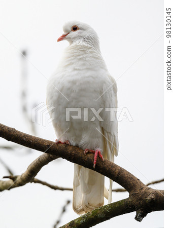 Rock dove or common pigeon or feral pigeon in Kelsey Park, Beckenham, Greater London. White dove (Columba livia), UK. Rock dove or common pigeon or feral pigeon in Kelsey Park, Beckenham, Greater London. White dove (Columba livia), UK. 98130145