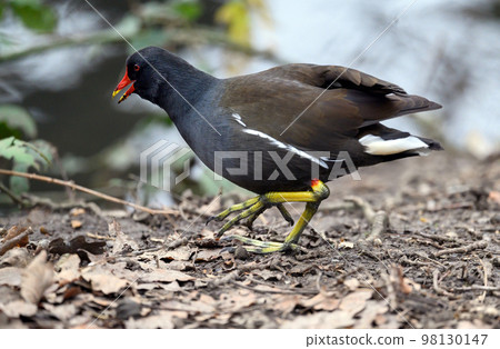 Moorhen in Kelsey Park, Beckenham, Greater London. A moorhen is running by the side of the lake. Common moorhen (Gallinula chloropus), UK. Moorhen in Kelsey Park, Beckenham, Greater London. A moorhen is running by the side of the lake. Common moorhen (Gallinula chloropus), UK. 98130147