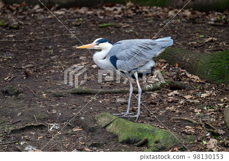 Heron in Kelsey Park, Beckenham, Kent. A heron stands on an island in the lake. Kelsey Park is famous for its herons. Grey heron (Ardea cinerea), UK. Heron in Kelsey Park, Beckenham, Kent. A heron stands on an island in the lake. Kelsey Park is famous for its herons. Grey heron (Ardea cinerea), UK. 98130153
