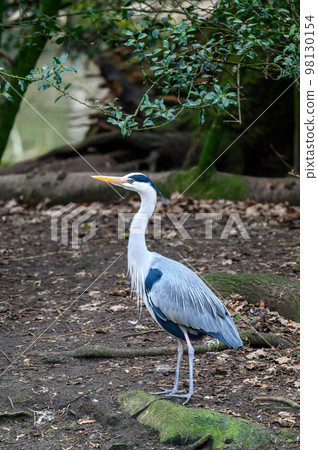 Heron in Kelsey Park, Beckenham, Kent. A heron stands on an island in the lake. Kelsey Park is famous for its herons. Grey heron (Ardea cinerea), UK. Heron in Kelsey Park, Beckenham, Kent. A heron stands on an island in the lake. Kelsey Park is famous for its herons. Grey heron (Ardea cinerea), UK. 98130154