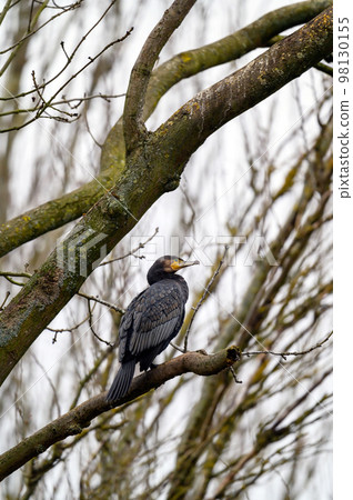 A cormorant in a tree in Kelsey Park, Beckenham, Greater London. Cormorant (Phalacrocorax carbo), UK. A cormorant in a tree in Kelsey Park, Beckenham, Greater London. Cormorant (Phalacrocorax carbo), UK. 98130155