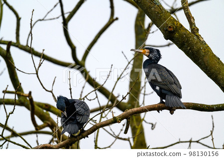 Two cormorants in a tree in Kelsey Park, Beckenham, Greater London. Cormorant (Phalacrocorax carbo), UK. Two cormorants in a tree in Kelsey Park, Beckenham, Greater London. Cormorant (Phalacrocorax carbo), UK. 98130156