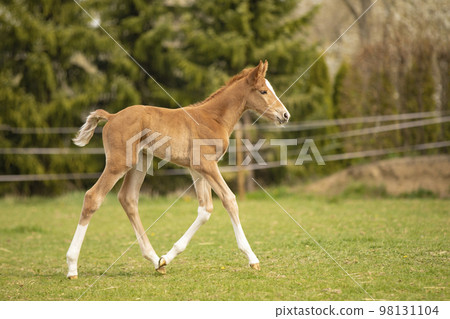 Young foal of sport horse on pasture for the first time, breeding horse for showjumping, agricultural scene 98131104