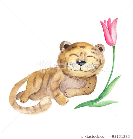 Cute baby tiger and tulip isolated on white background. Watercolor hand drawn illustration. Perfect for kid cards and posters, clothes prints and wallpaper design. Cute baby tiger and tulip isolated on white background. Watercolor hand drawn illustration. Perfect for kid cards and posters, clothes prints and wallpaper design. 98131223
