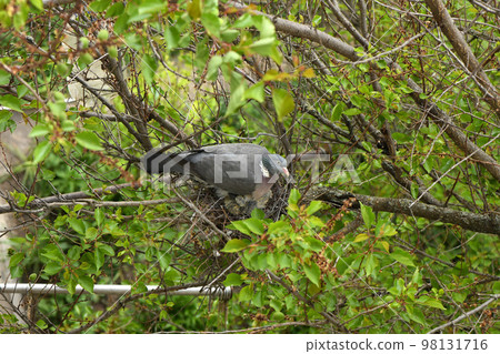 Common wood dove in the nest. View from above. There are two birds in the nest. Common wood dove in the nest. View from above. There are two birds in the nest. 98131716